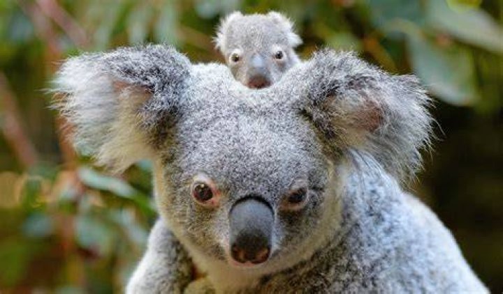 Australia zoo introduces its first baby koala for the season Australian Geographic