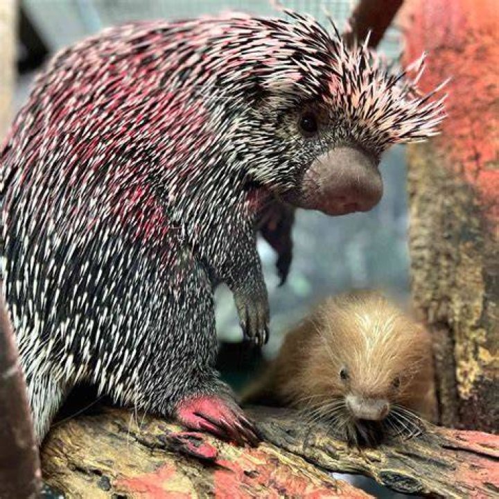 Baby porcupine is first of its species to be born at Brookfield Zoo Chicago SunTimes