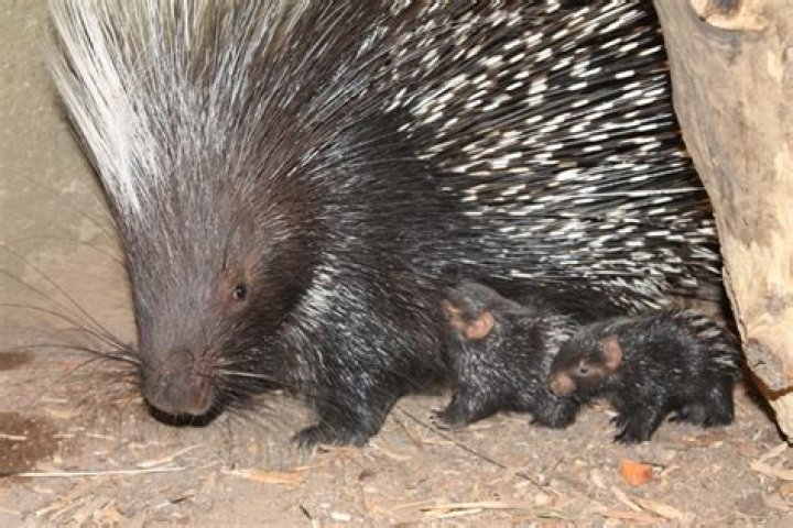 Baby porcupine &mdash; called a porcupette &mdash; is 1st of its species born at Brookfield Zoo Chicago