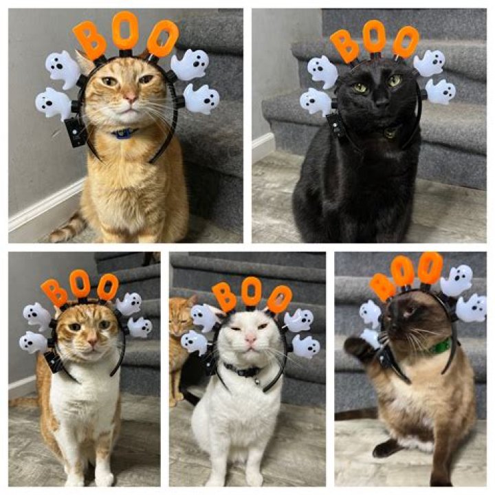 BOO Scrolller
