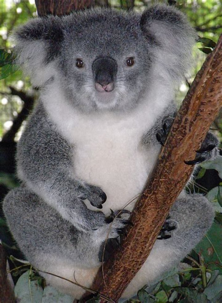 FileFriendly Female Koala.JPG Wikipedia