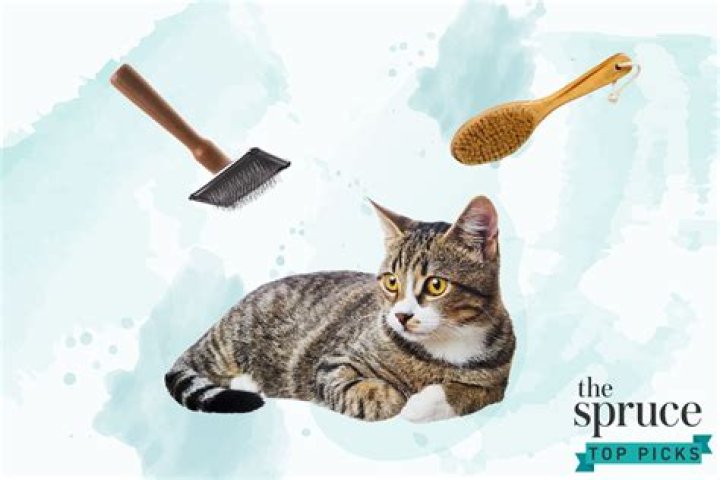 The 8 Best Cat Brushes of 2020